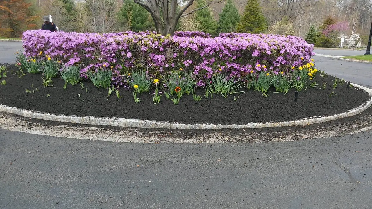 Blooming purple flowers and tulips in a curved garden bed along a paved path.