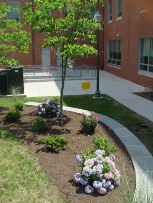 about1 A young tree and flowering shrubs in a landscaped area with a walkway and a building in the background.